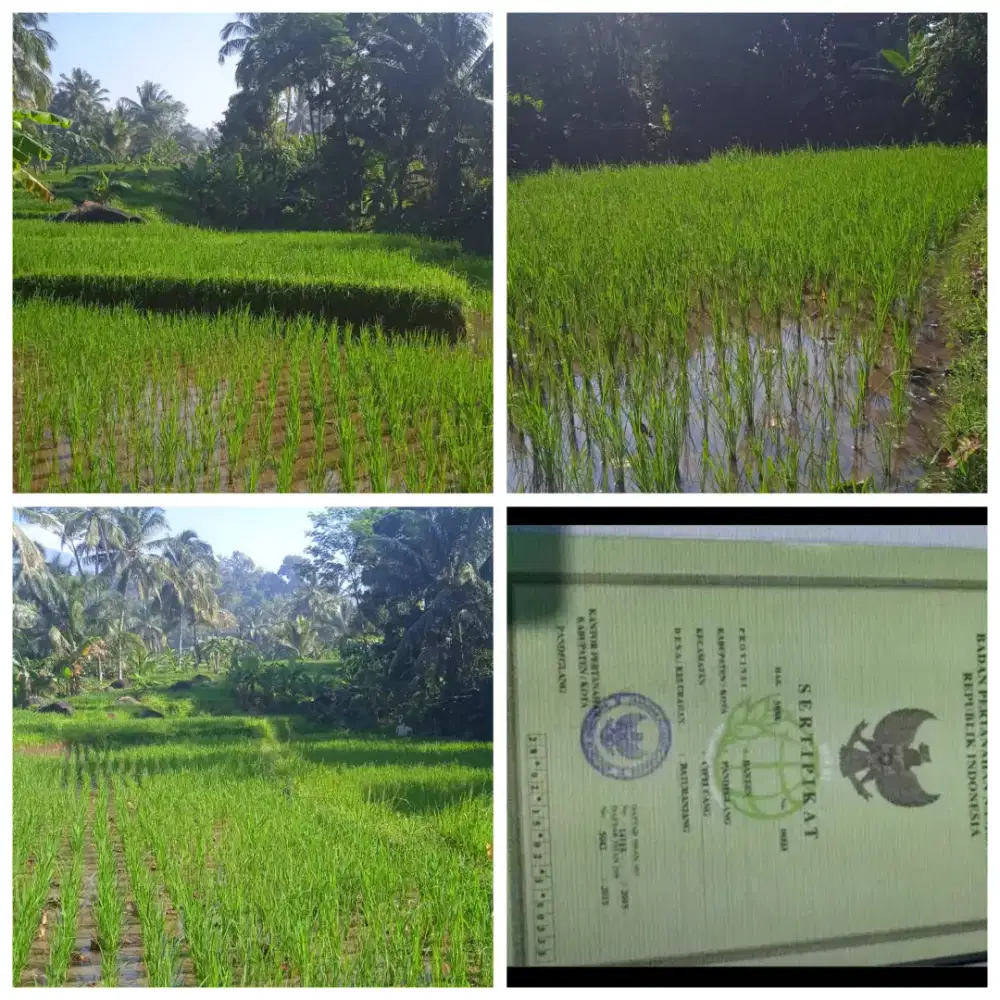 JUAL TANAH SAWAH