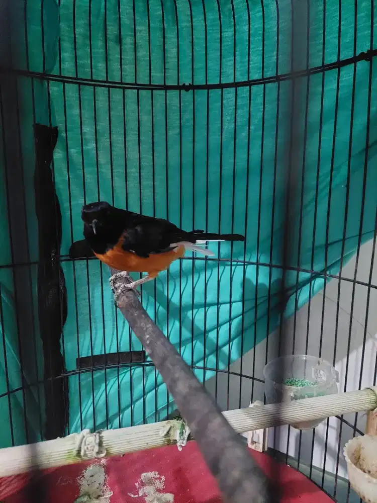 Murai bordan bulu baru rumahan gacor