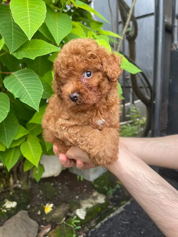 Red poodle jantan