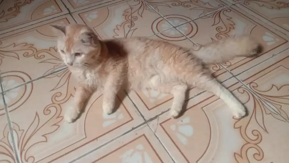 Kucing anggora silangan