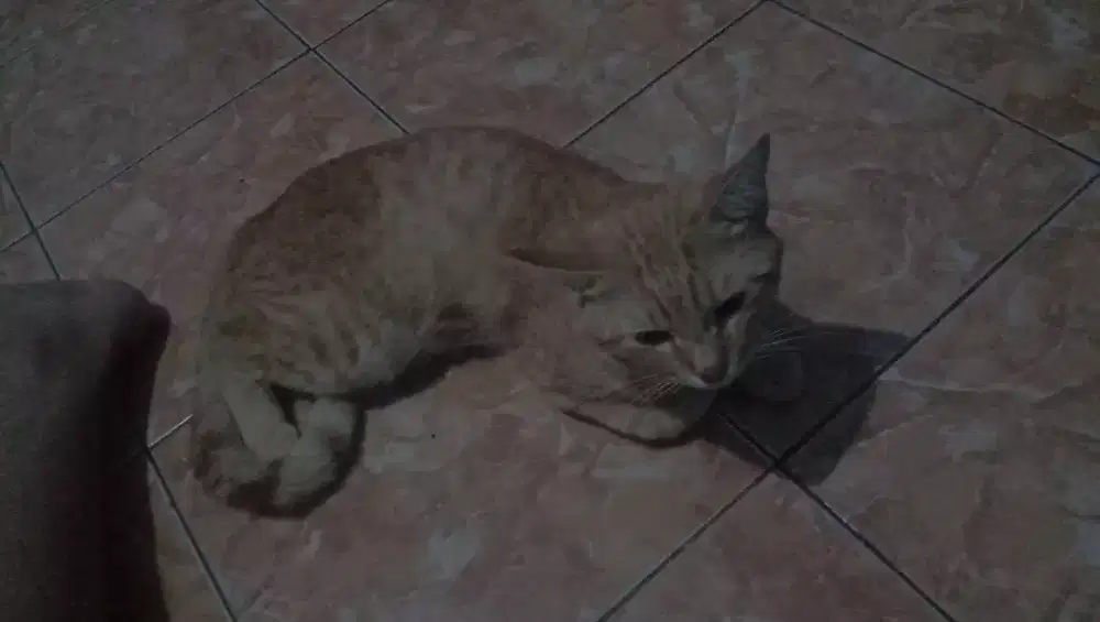 Kucing Kuning garfil