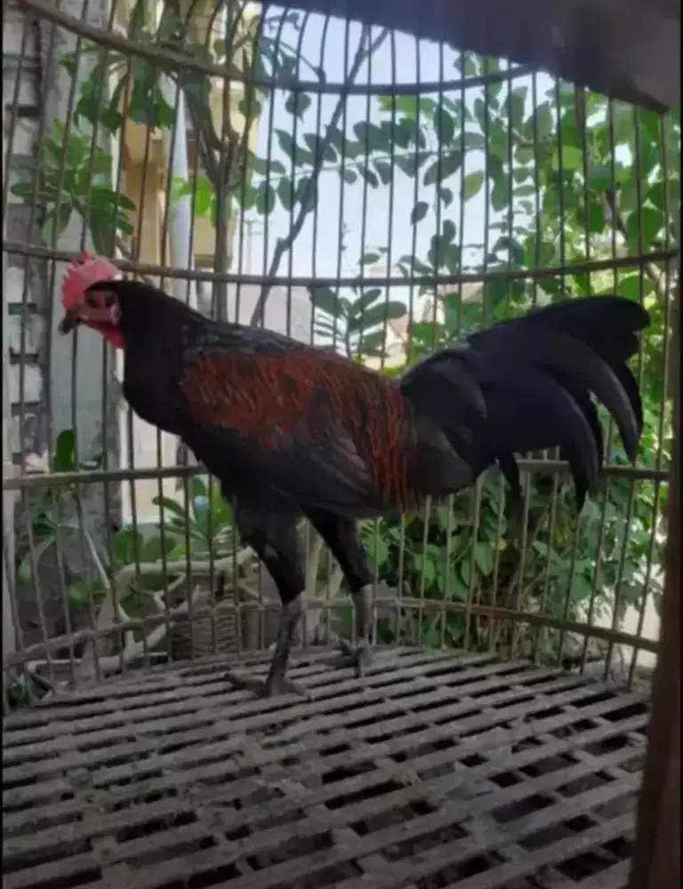 Ayam bekisar dijual