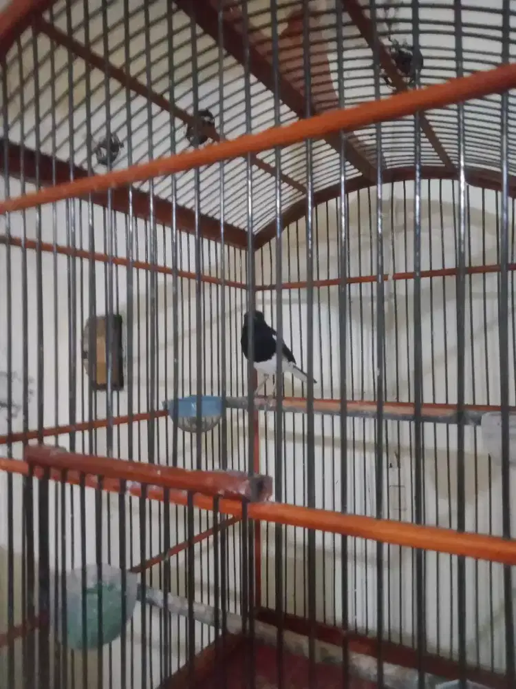 Jual Kacer Jabar gacor kaki deker fs