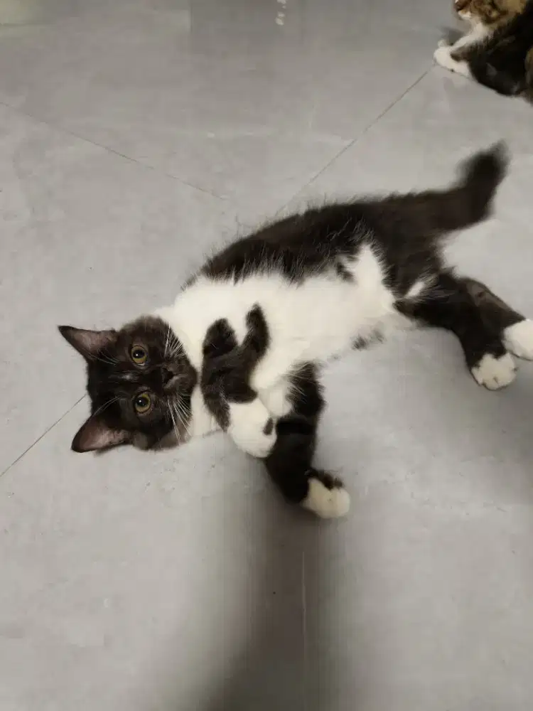 Anak Kucing Anggora mix Persia