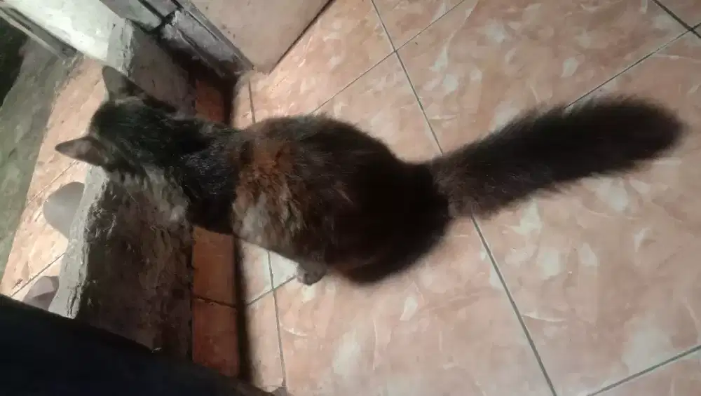 Kucing persia x angora