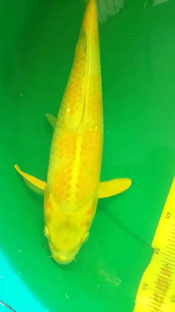 Ikan koi jenis Hariwake 46cm kuning