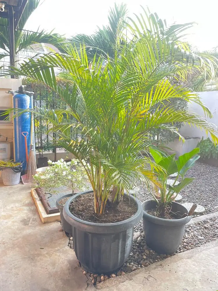 Pohon Palem Kuning Besar