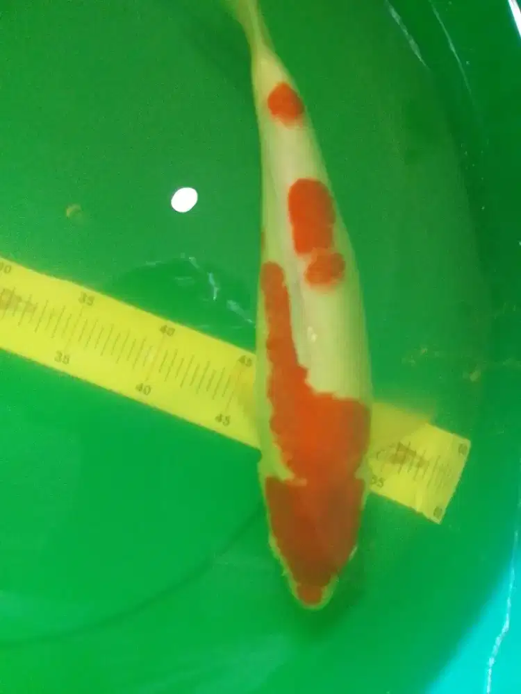 Ikan koi jenis Kohaku 40cm pola bagus