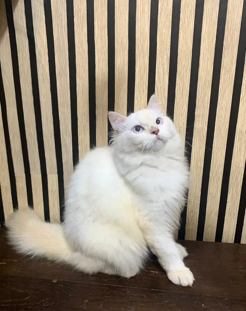 kucing persia jantan