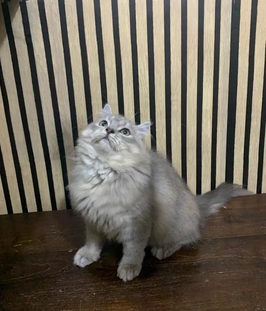 kucing persia jantan abu