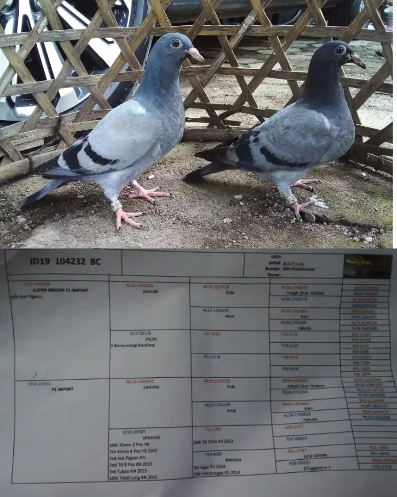 Sepasang anak merpati pos megan