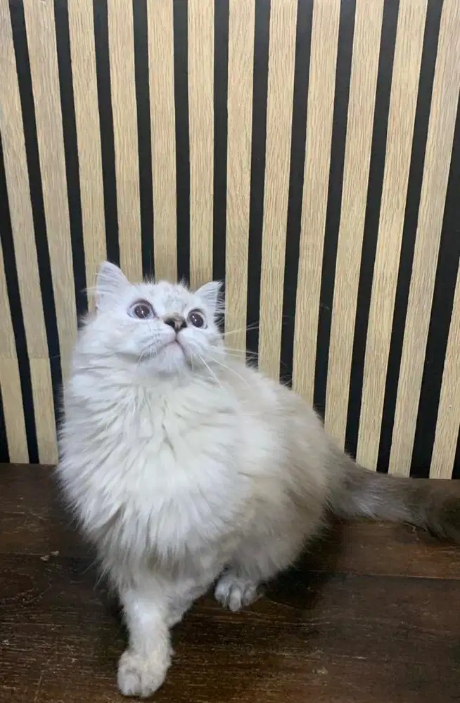 kucing persia jantan