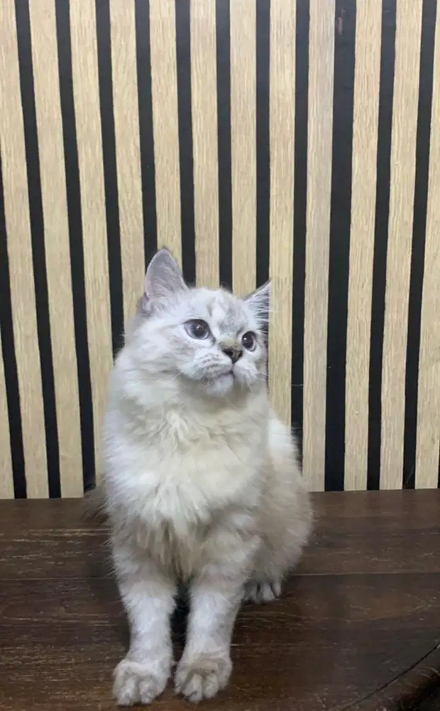 kucing persia jantan