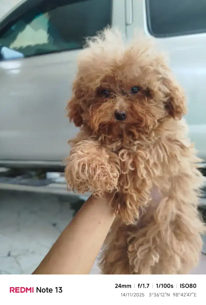 Open adopt poodle murni bukan campuran