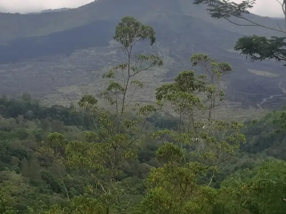 Dijual Lahan Lokasi pinggir Jalan Raya Penelokan Kintamani