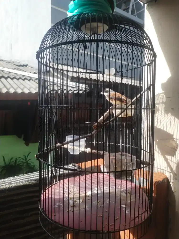 Burung cendet/pentet