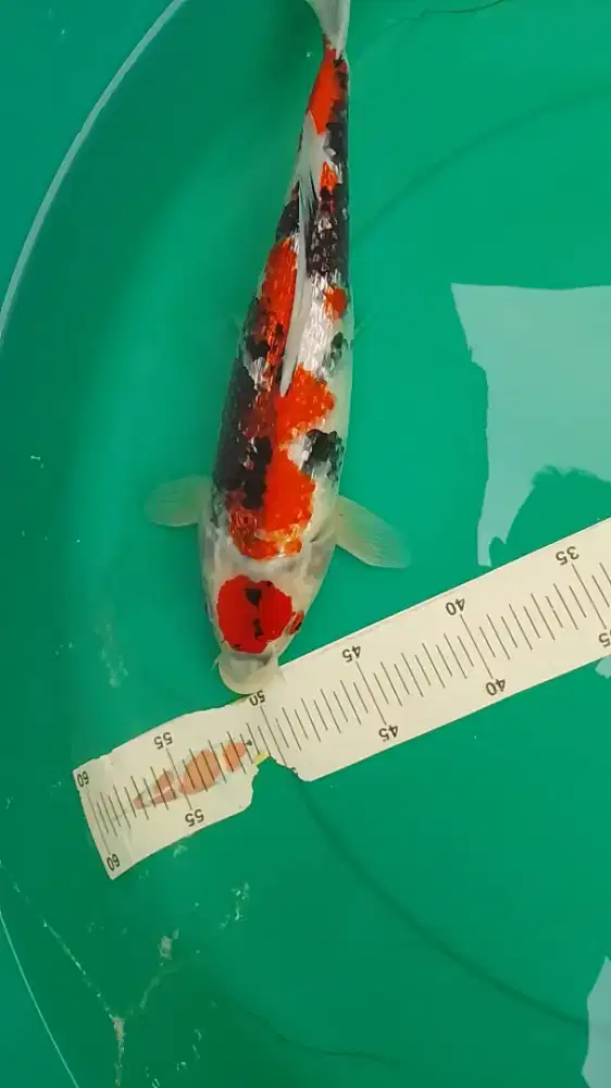 Ikan koi Showa Ginrin 38cm pola original