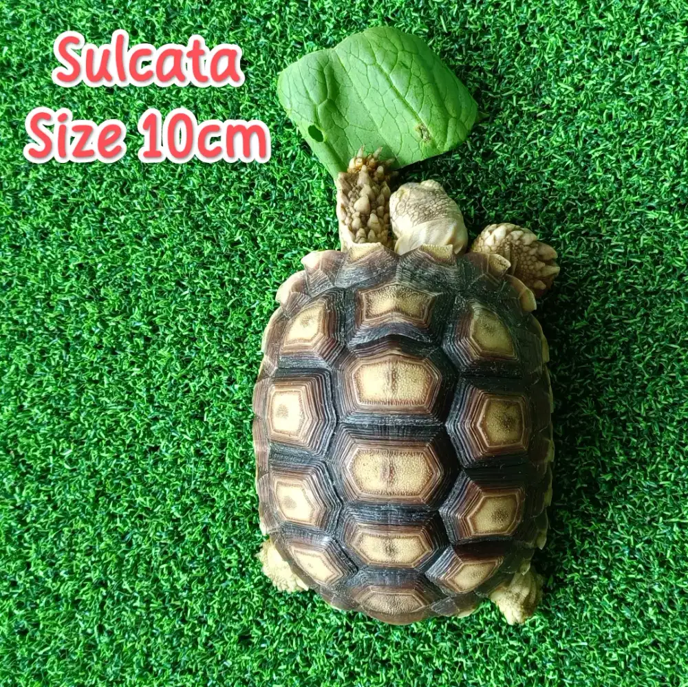 Sulcata size 10cm