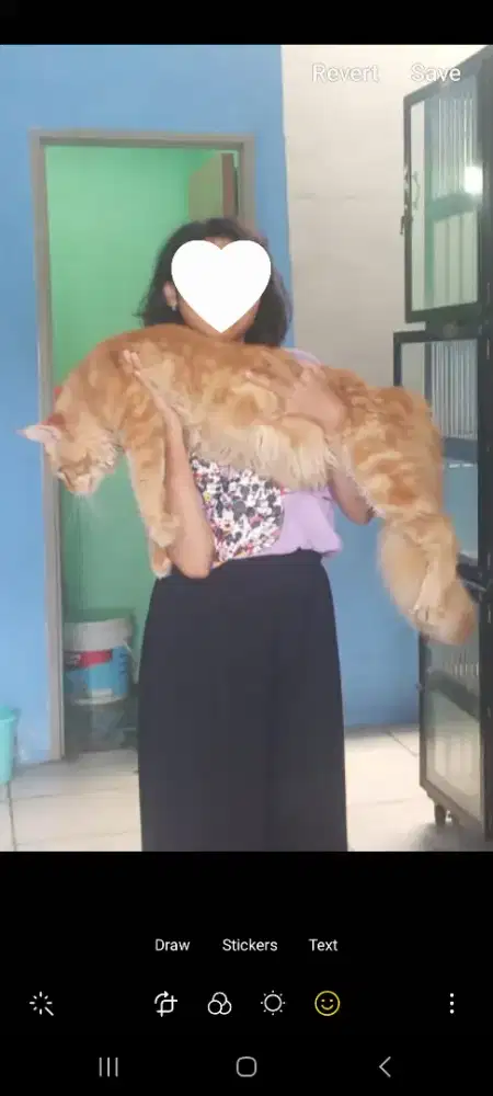 mainecoon jantan 4 tahun