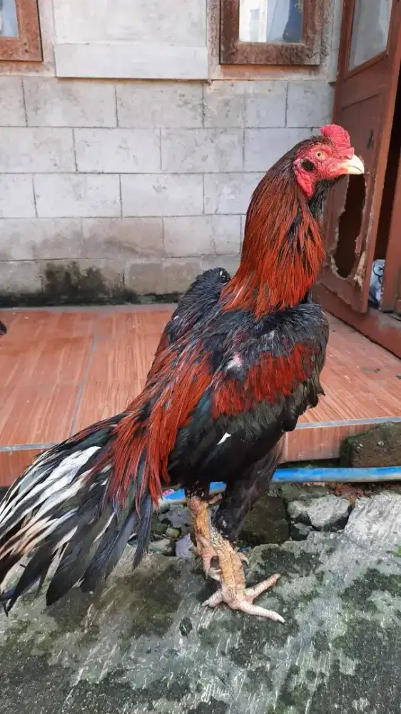 Ayam bangkok klasik