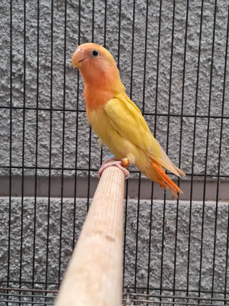 Lovebird Paud Nonklep Pallid Opaline/Aqua/Marbled/Orange Face