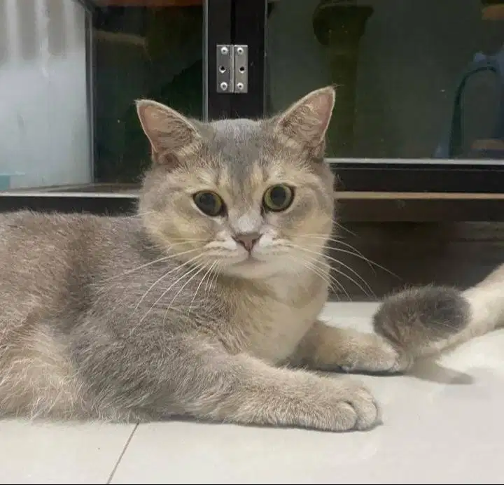 Kucing British Shorthair BSH Golden-Blue Non Ped Jantan Steril