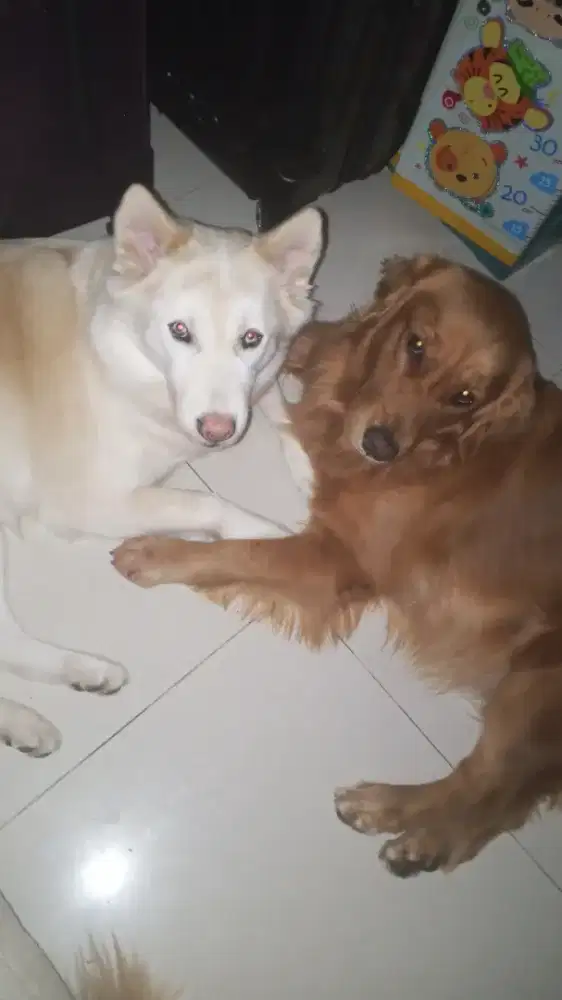 Di butuhkan cepar art