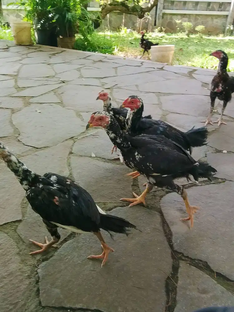 Anak ayam Bangkok 7 ekor