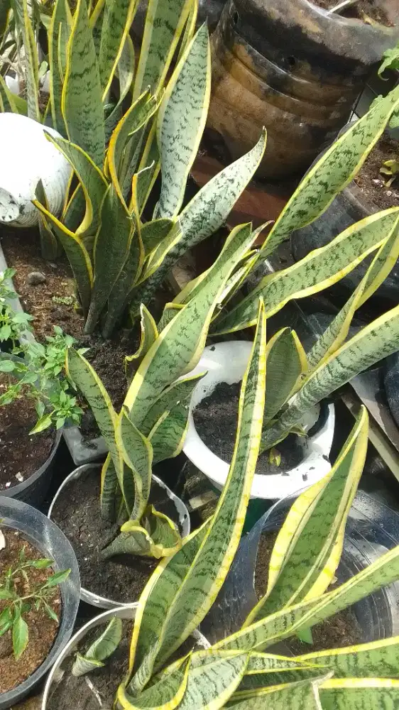 Tanaman hias sansevieria/Lidah Mertua
