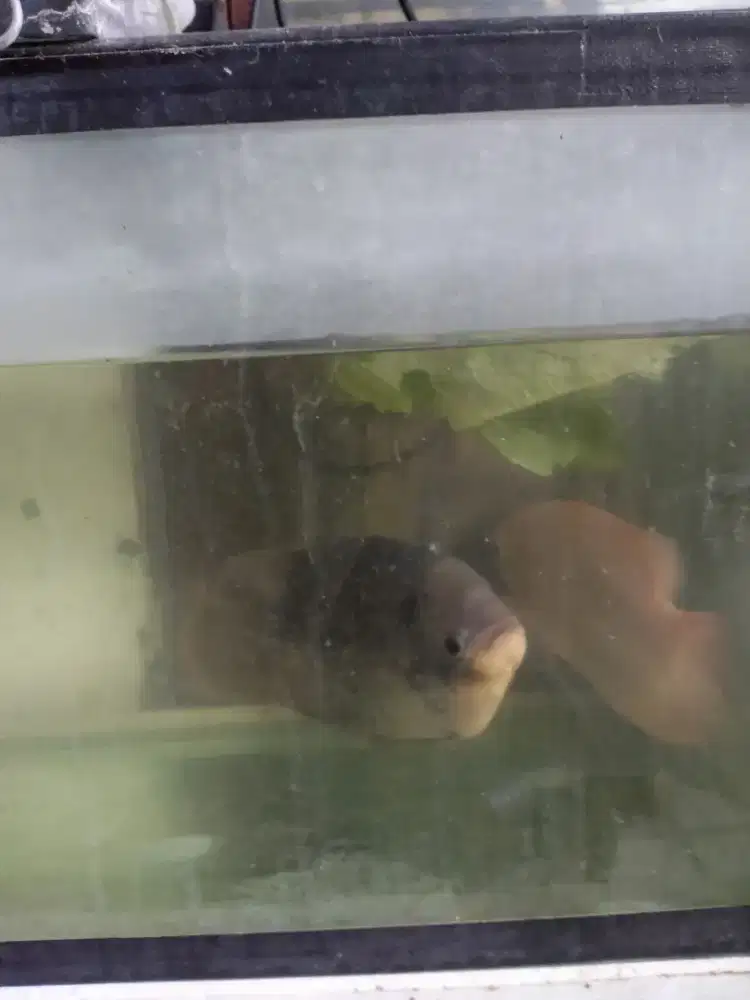 Jual ikan gurame padang