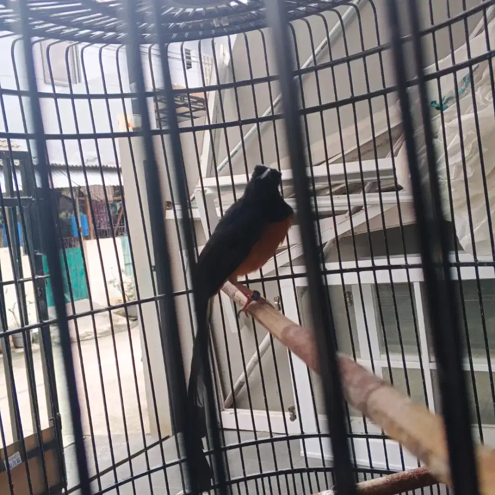 Murai batu nego fullset