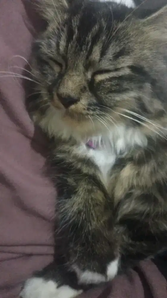 kucing persia jantan