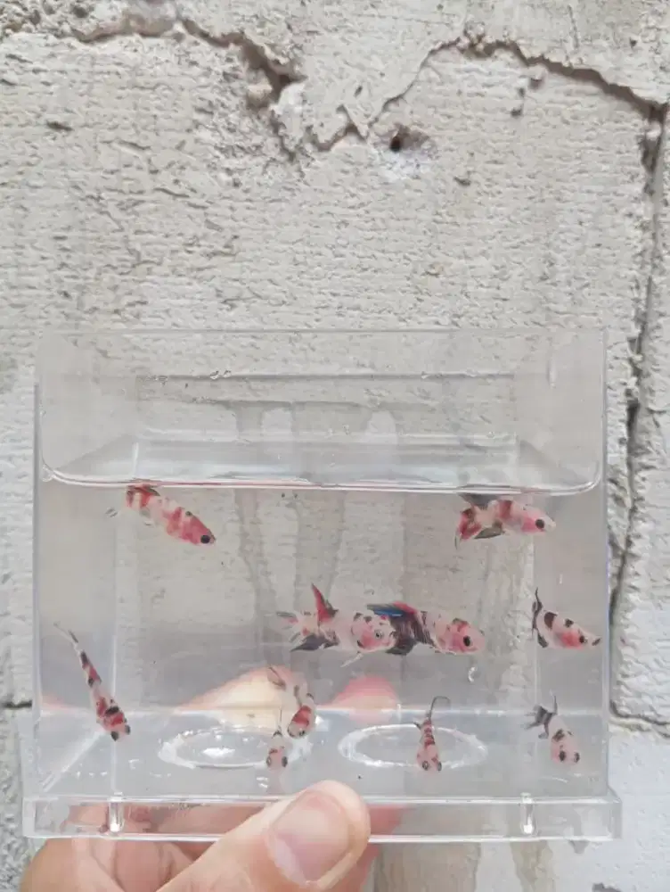 Berbagai Jenis Baby Cupang