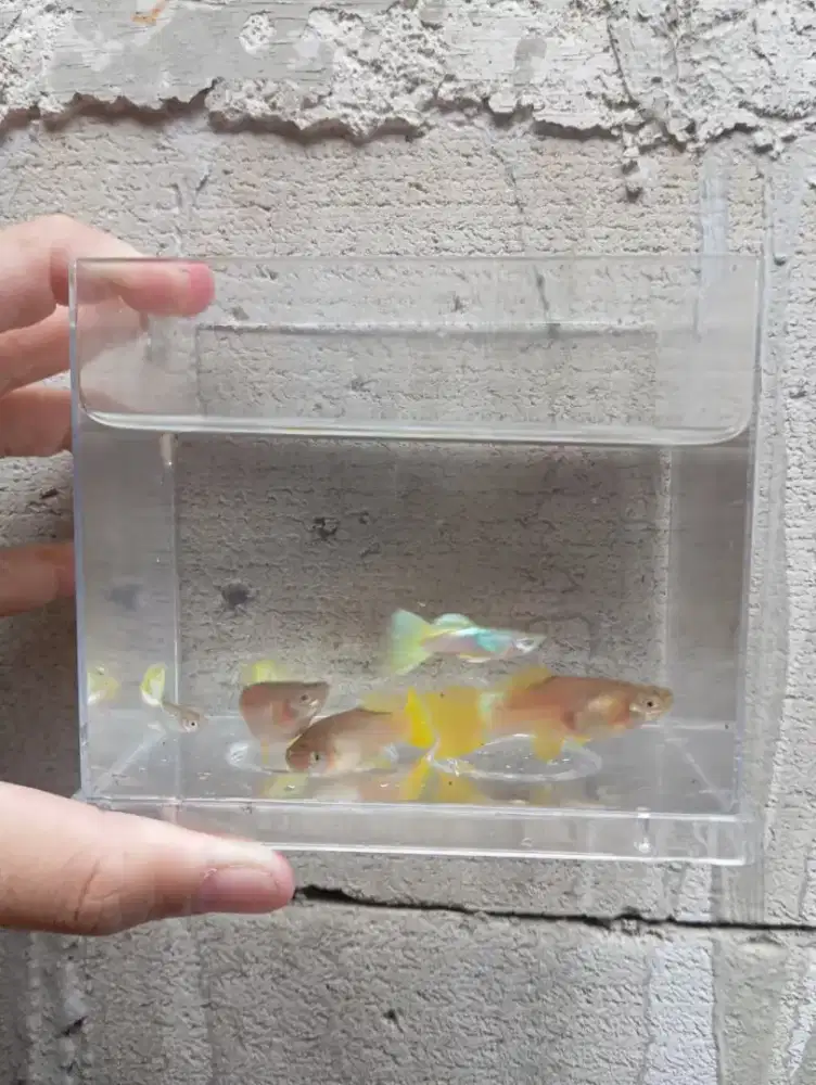 Indukan Guppy Yellow Pingu