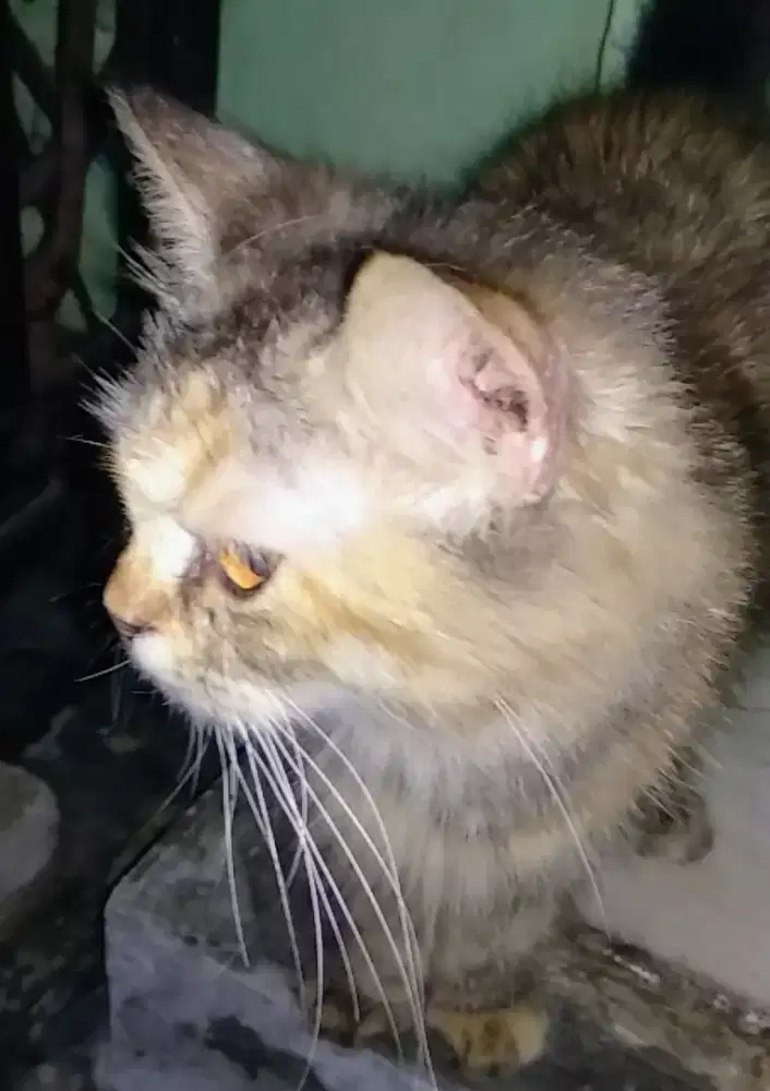 Kucing Persia Medium