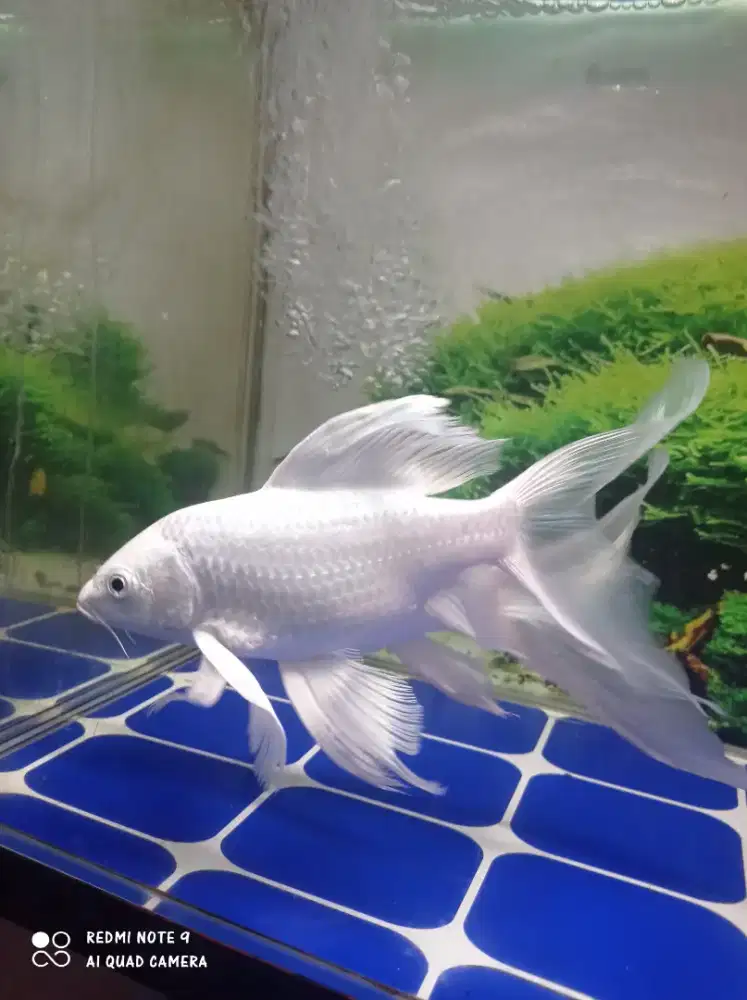Ikan koi platinum syaler
