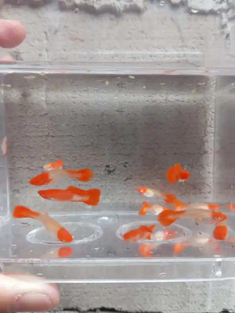 Baby Guppy Albino Koi Red Ear