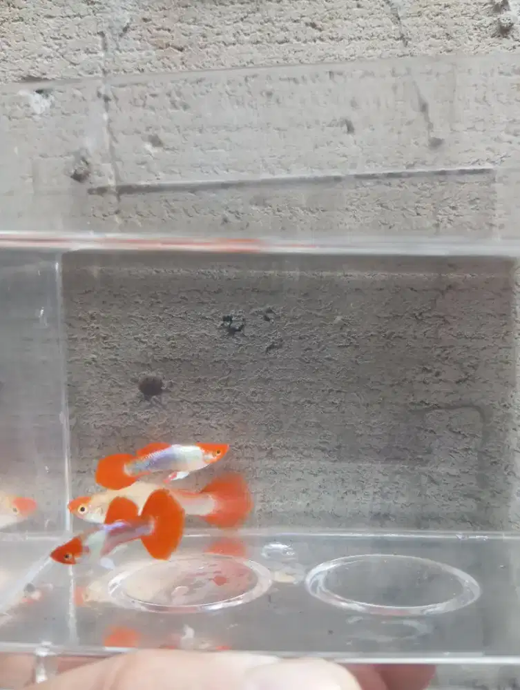 Indukan Platinum Koi