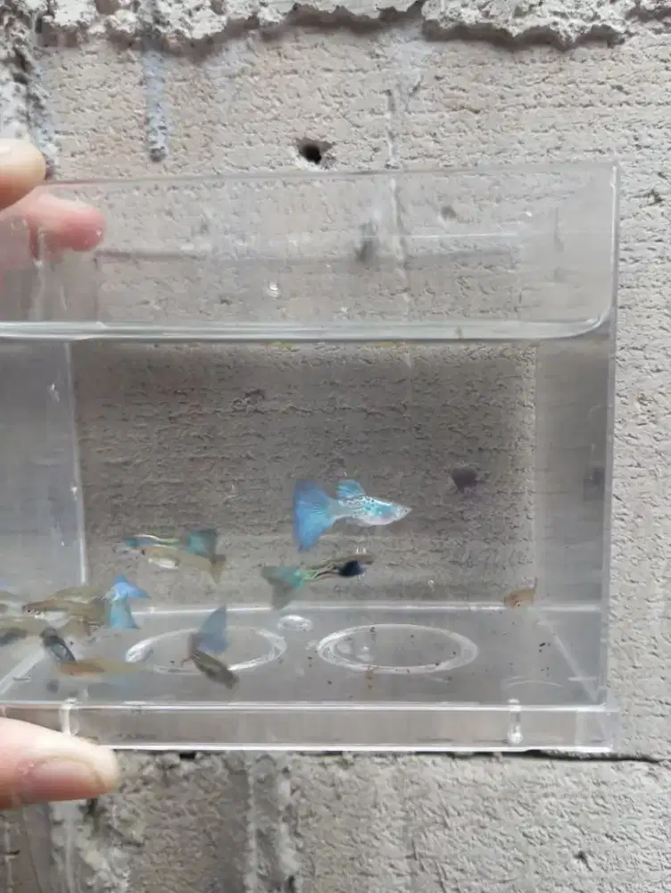 Baby GuppyMetal Snake Skin Blue Tail