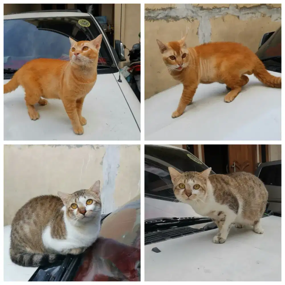Kucing Munchkin Mix bersaudara Bagus
