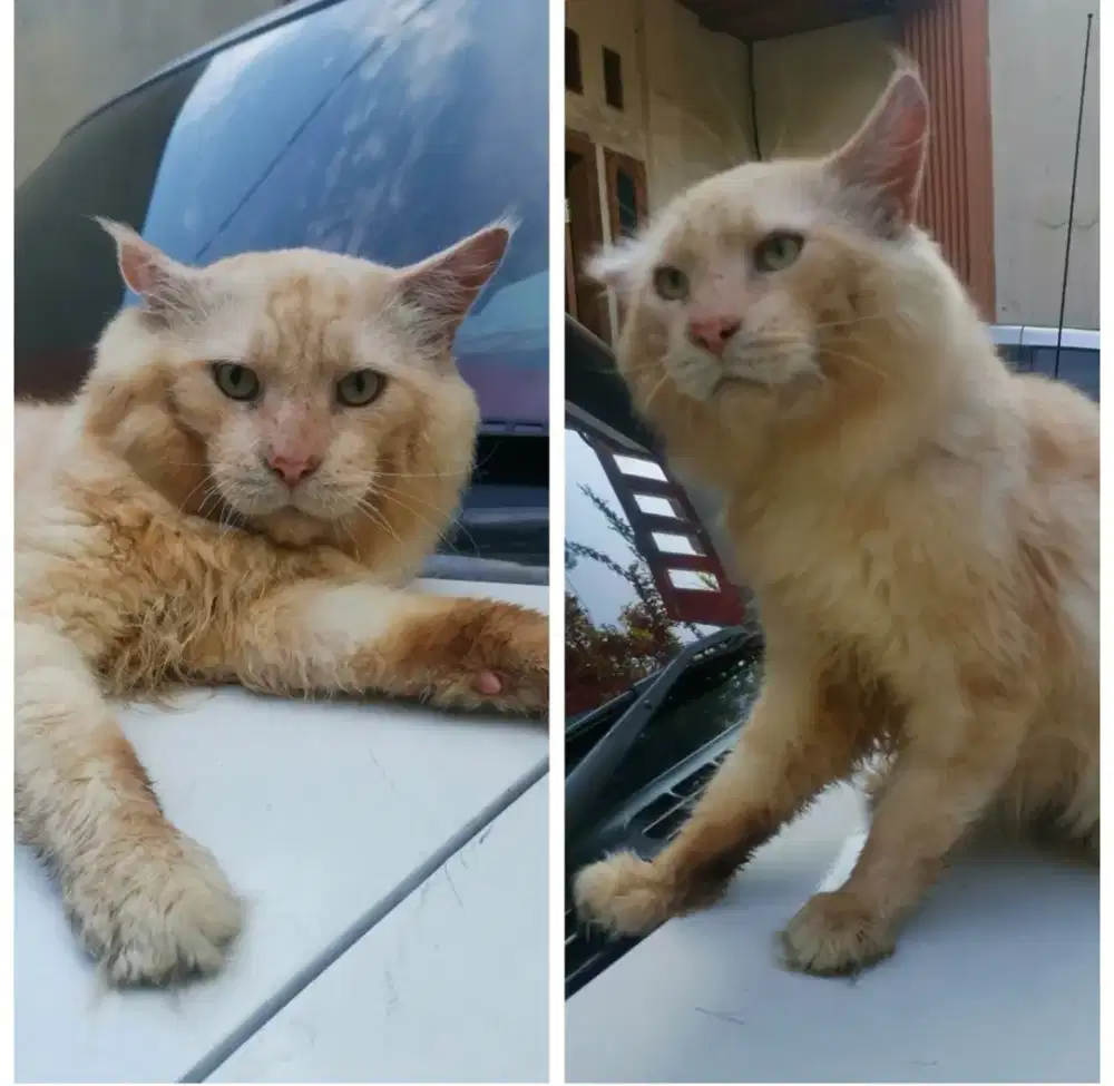 Mainecoon Pure jantan kondisi apa adanya