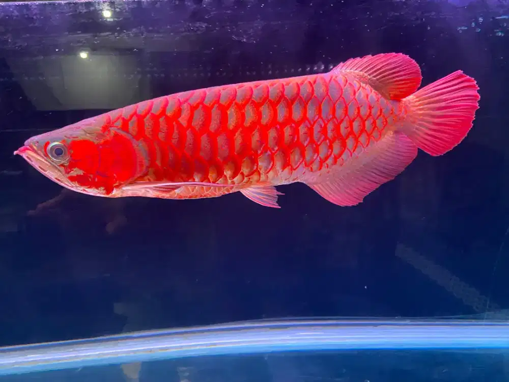 Arwana super red Chili blood sr Arowana merah