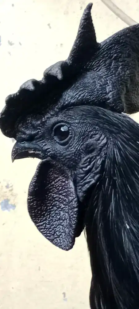 Cemani Jantan LH Rajek Wesi