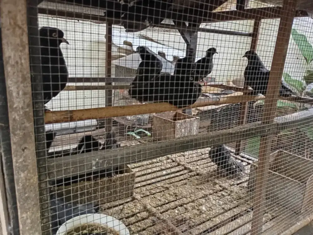 Dijual Dara/Merpati silangan Kipas kosongin kandang