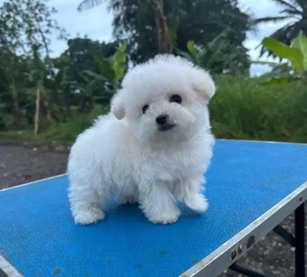 Teacup poodle kualitas premium