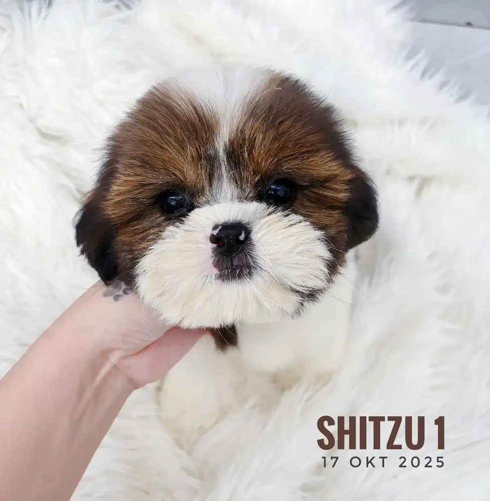 Shitzu murah anjing