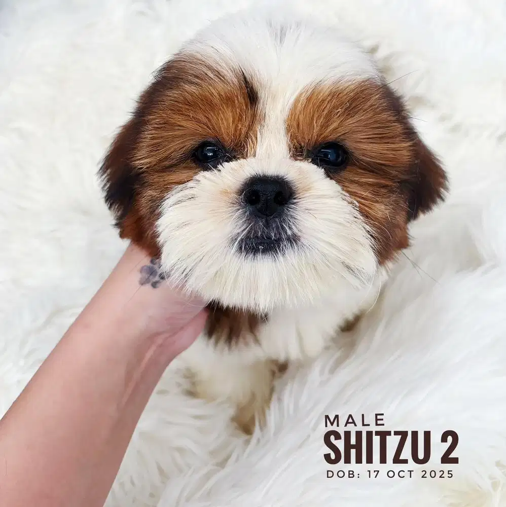 Anjing shitzu murah