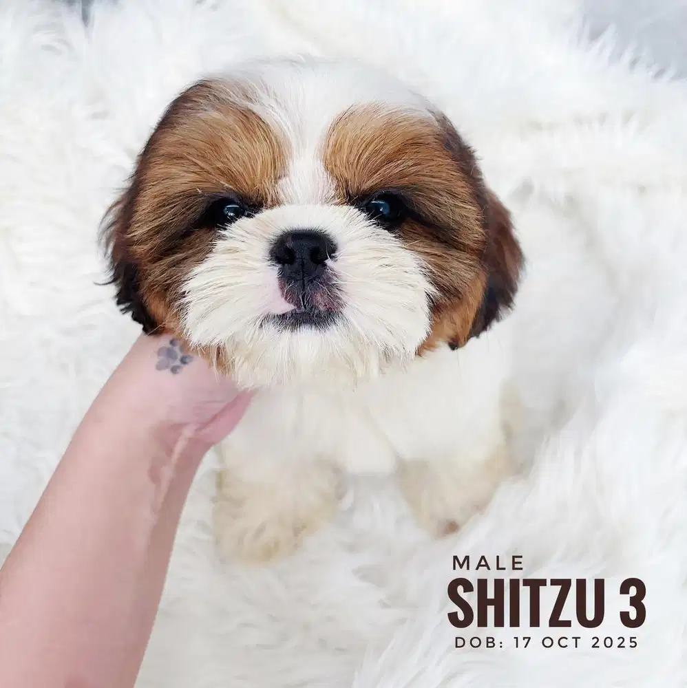 Shitzu murah jakarta
