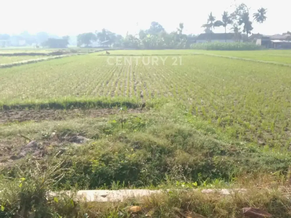 Tanah Sawah 1045m2 Dekat RSUD Prambanan Cocok Untuk Homestay