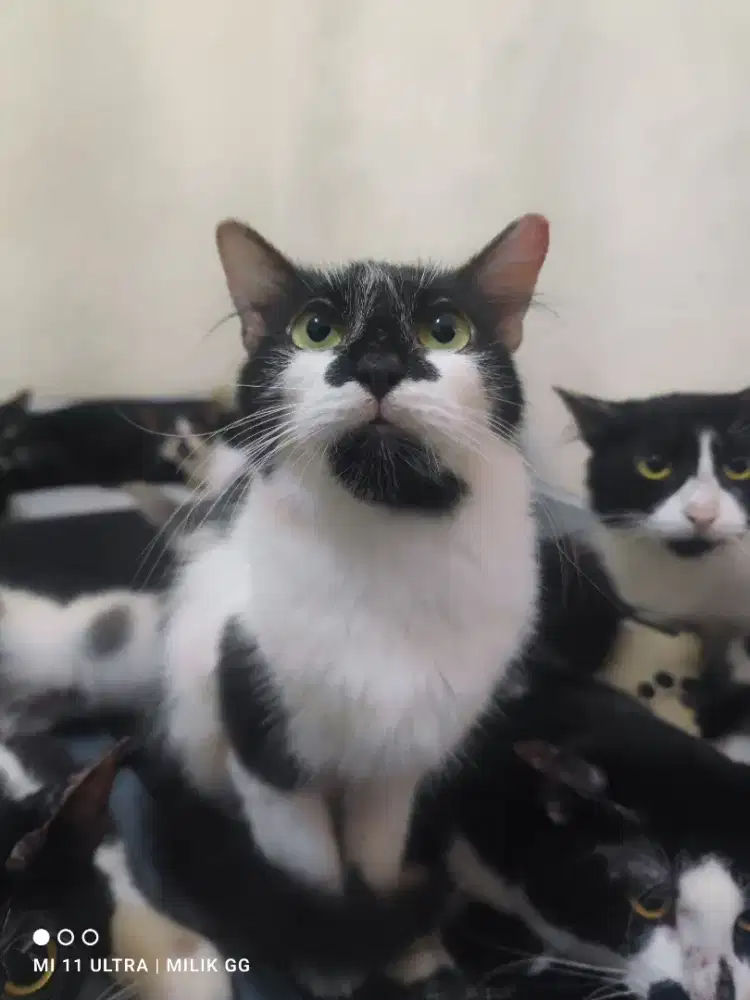 Lepas Adopt Kitten Persia dan Induk